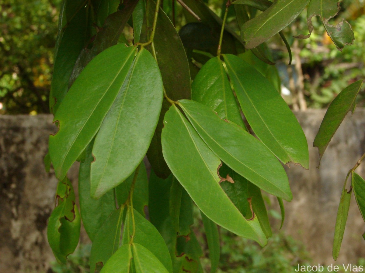 Cynometra cauliflora L.